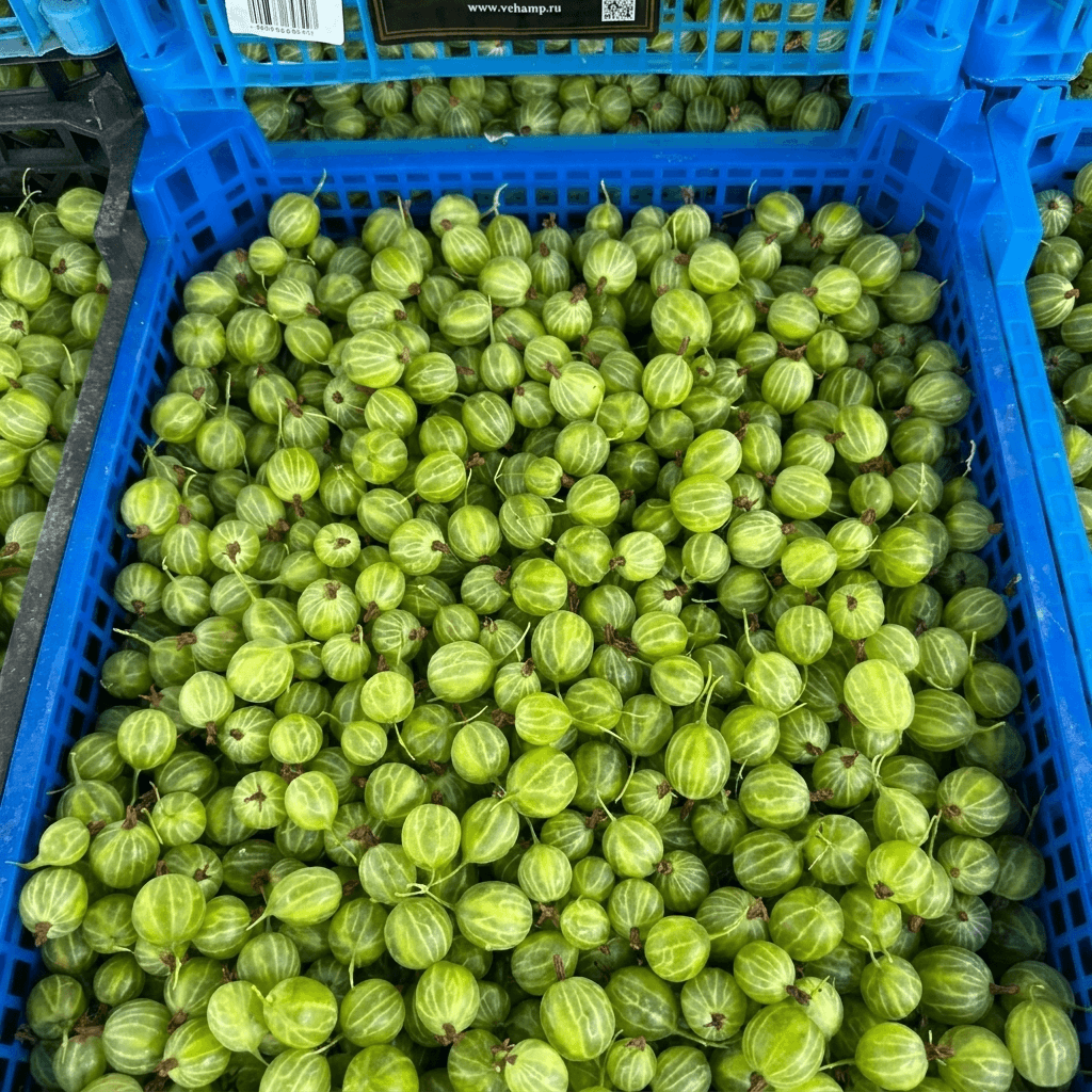 Крыжовник