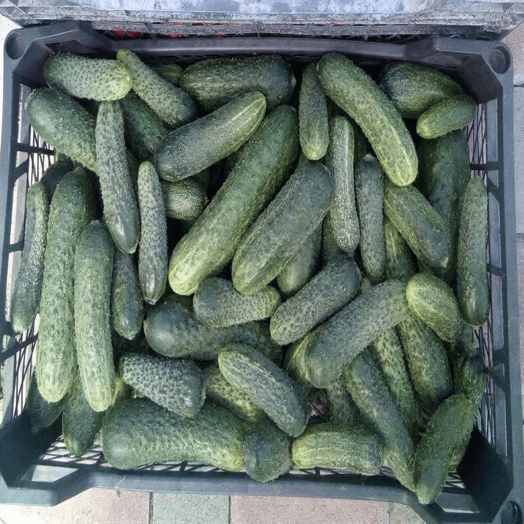 Огурцы сезонные