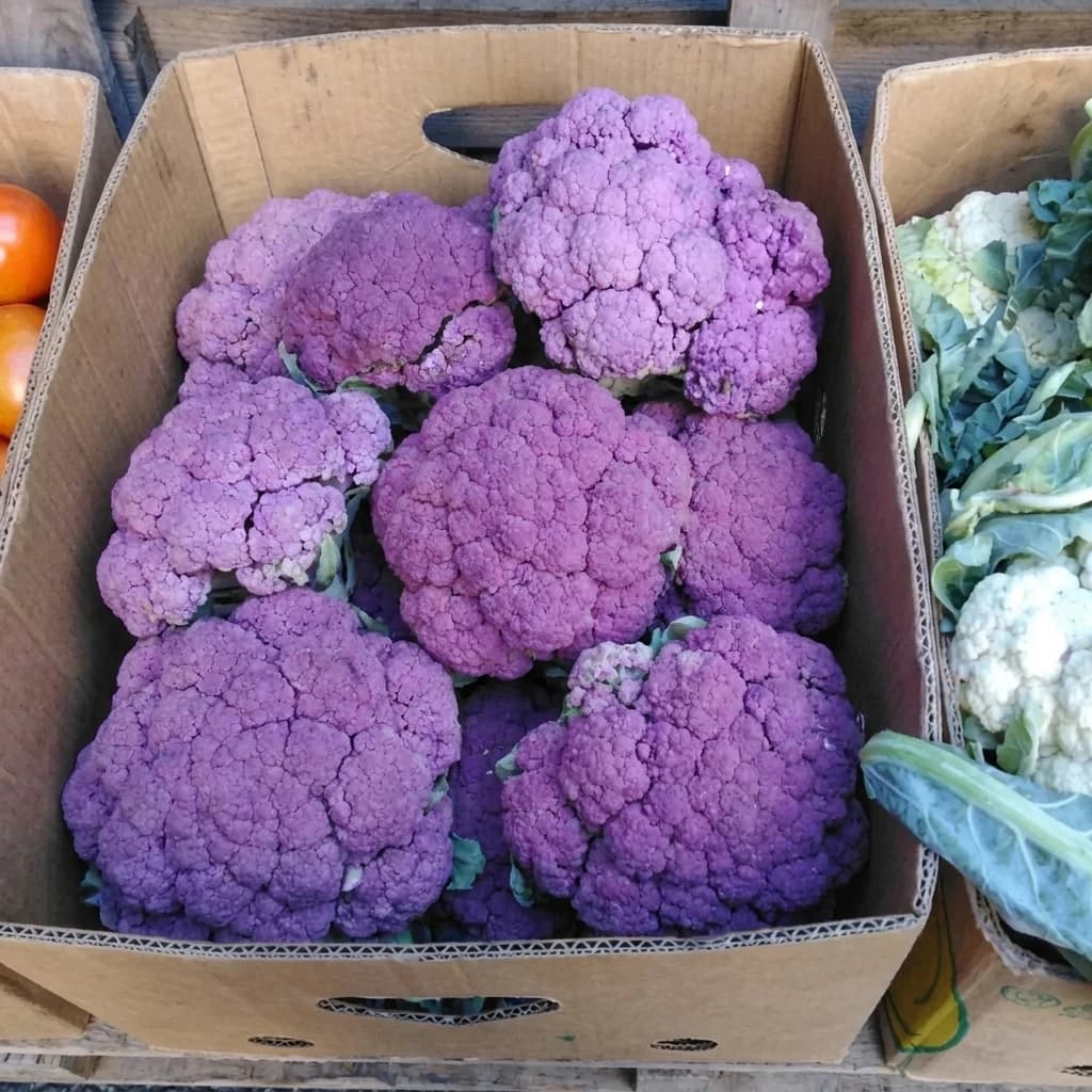 Капуста Цветная Фиолетовая