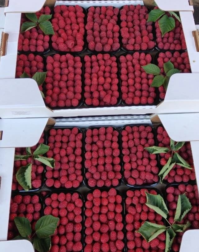 Малина Беларусь